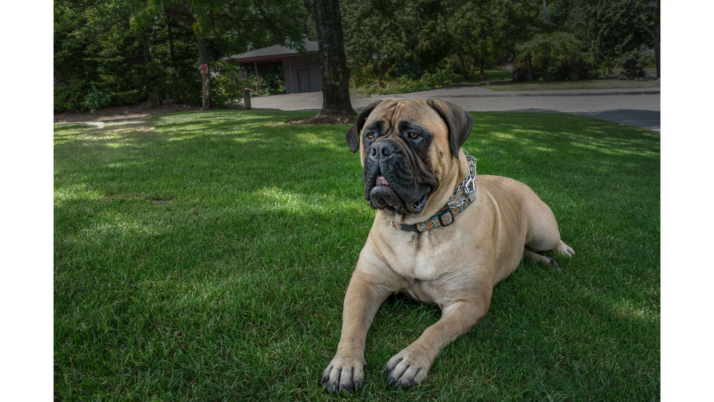 Bullmastiff