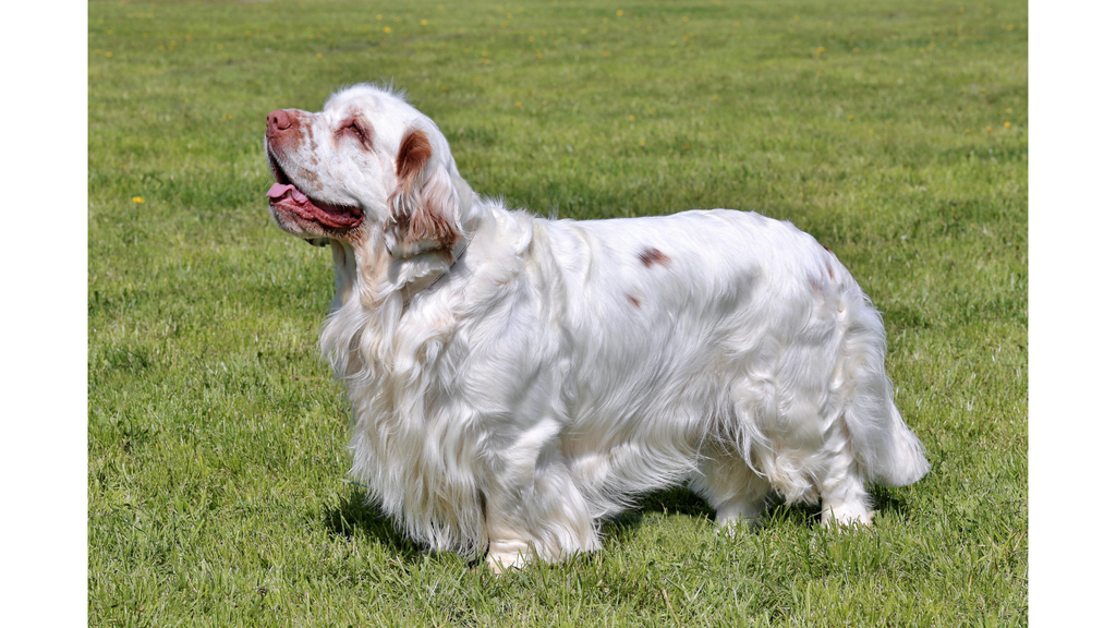 Clumber-Spaniel