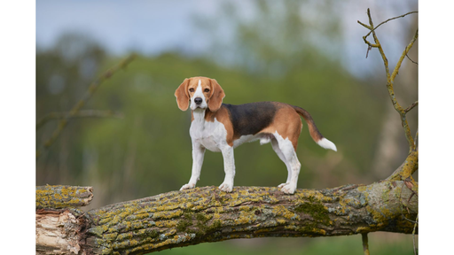 Beagle